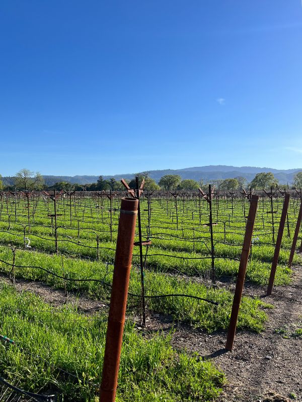 Image: Nemerever Vineyard in Napa, CA for client Doi Da Winery