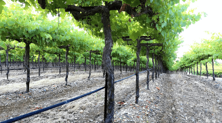 Kautz Farms Vineyard In Lodi Syrah Vines
