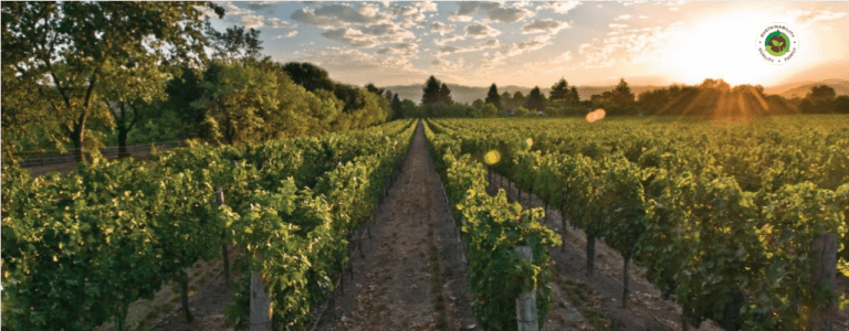 Delicato Family Vineyards Farmed Since 1924