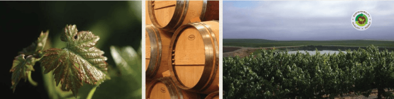 Delicato Family Vineyards Produces Quality Wine