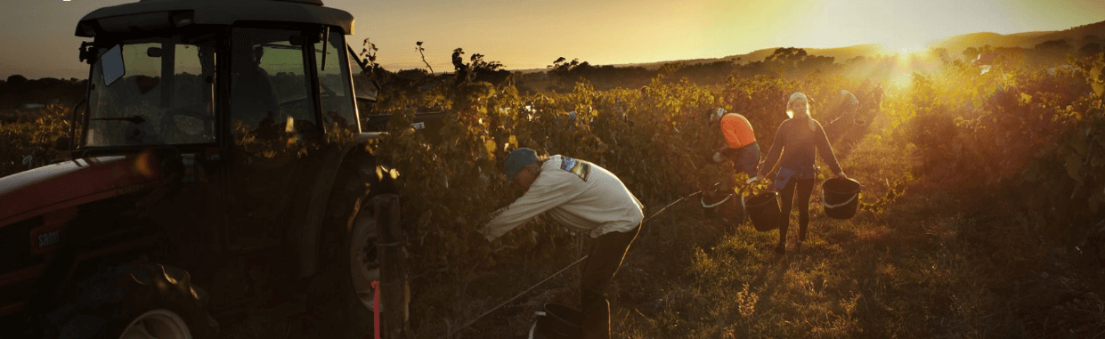 Winegrapes Australia - Growers