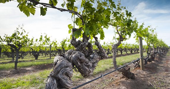 Winegrapes Australia Sourcing Wine or Grapes from Clare Valley