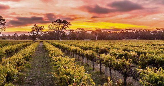 Winegrapes Australia Sourcing Wine or Grapes from Langhorne Creek