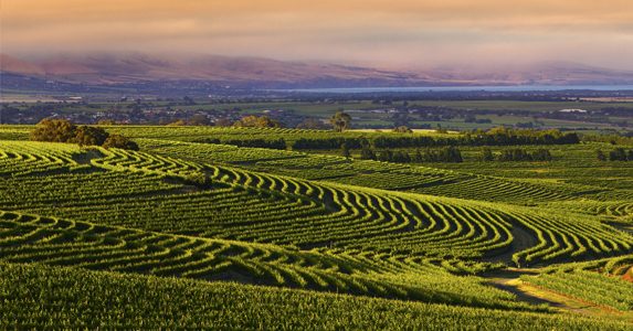 Winegrapes Australia Sourcing Wine or Grapes from McLaren Vale