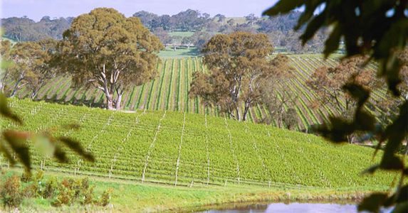 Winegrapes Australia Sourcing Wine or Grapes from Adelaide Hills