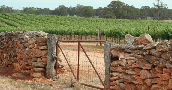 Winegrapes Australia Sourcing Wine or Grapes from Wrattonbully