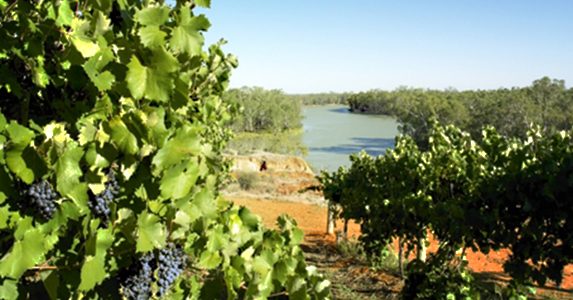 Winegrapes Australia Sourcing Wine or Grapes from Riverland