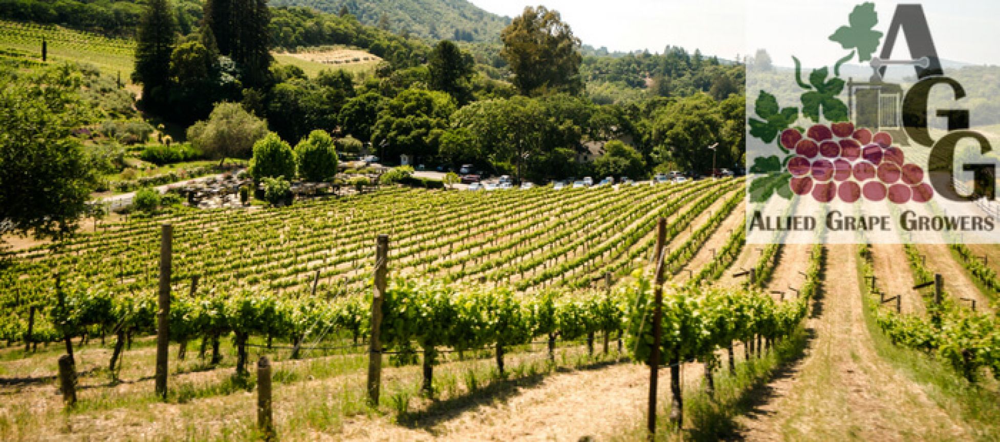 Photo for: Update On California WineGrape Crush Size