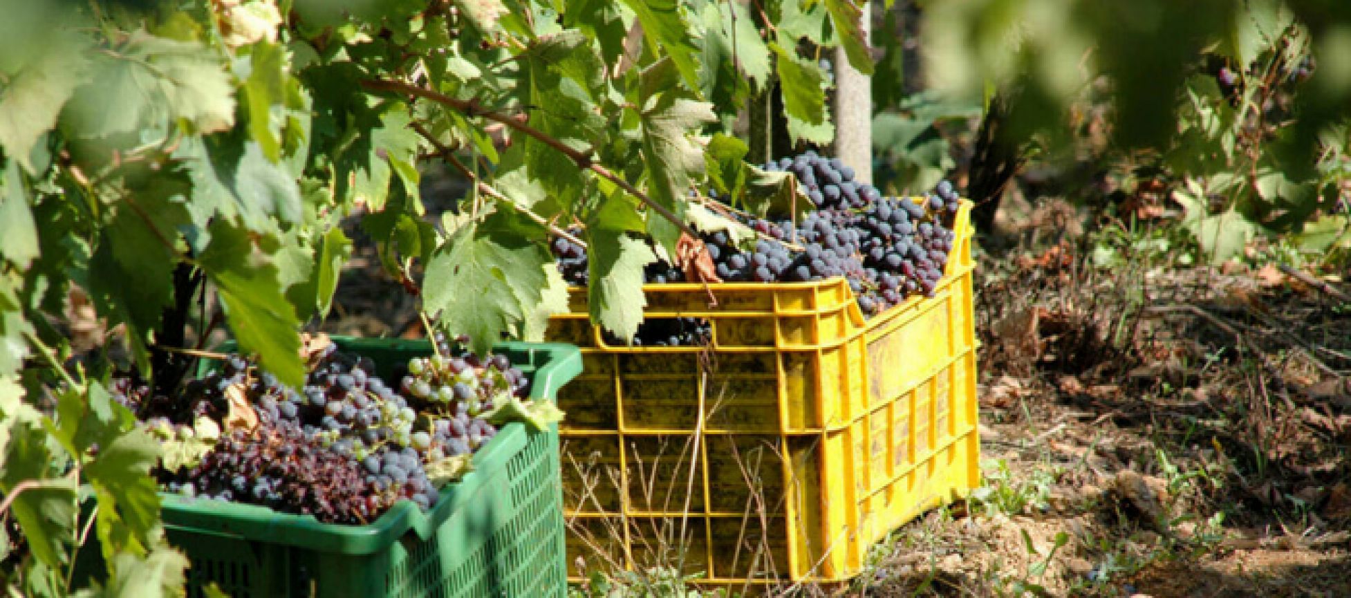 Photo for: US Australian Wine Export Report