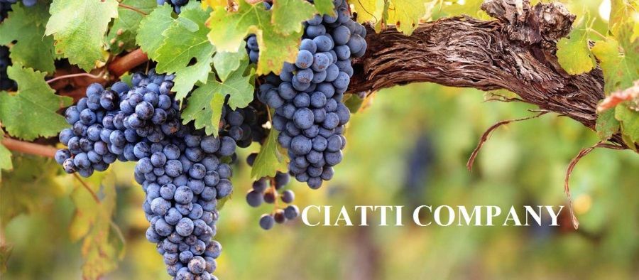 Photo for: Ciatti Company - The World’s Largest Broker Of Bulk Wine 