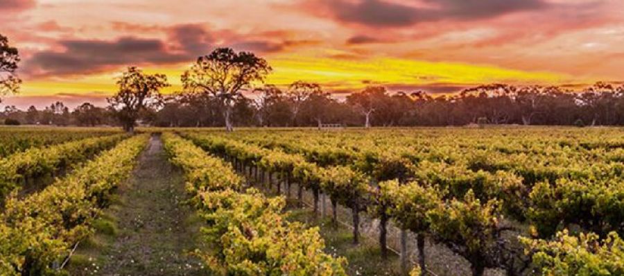 Photo for: Winegrapes Australia